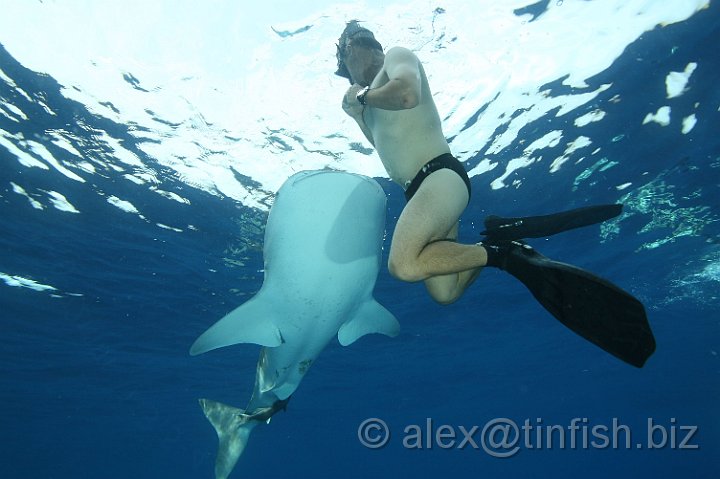 Whale_Shark-030.JPG - A swim by.. how close..?